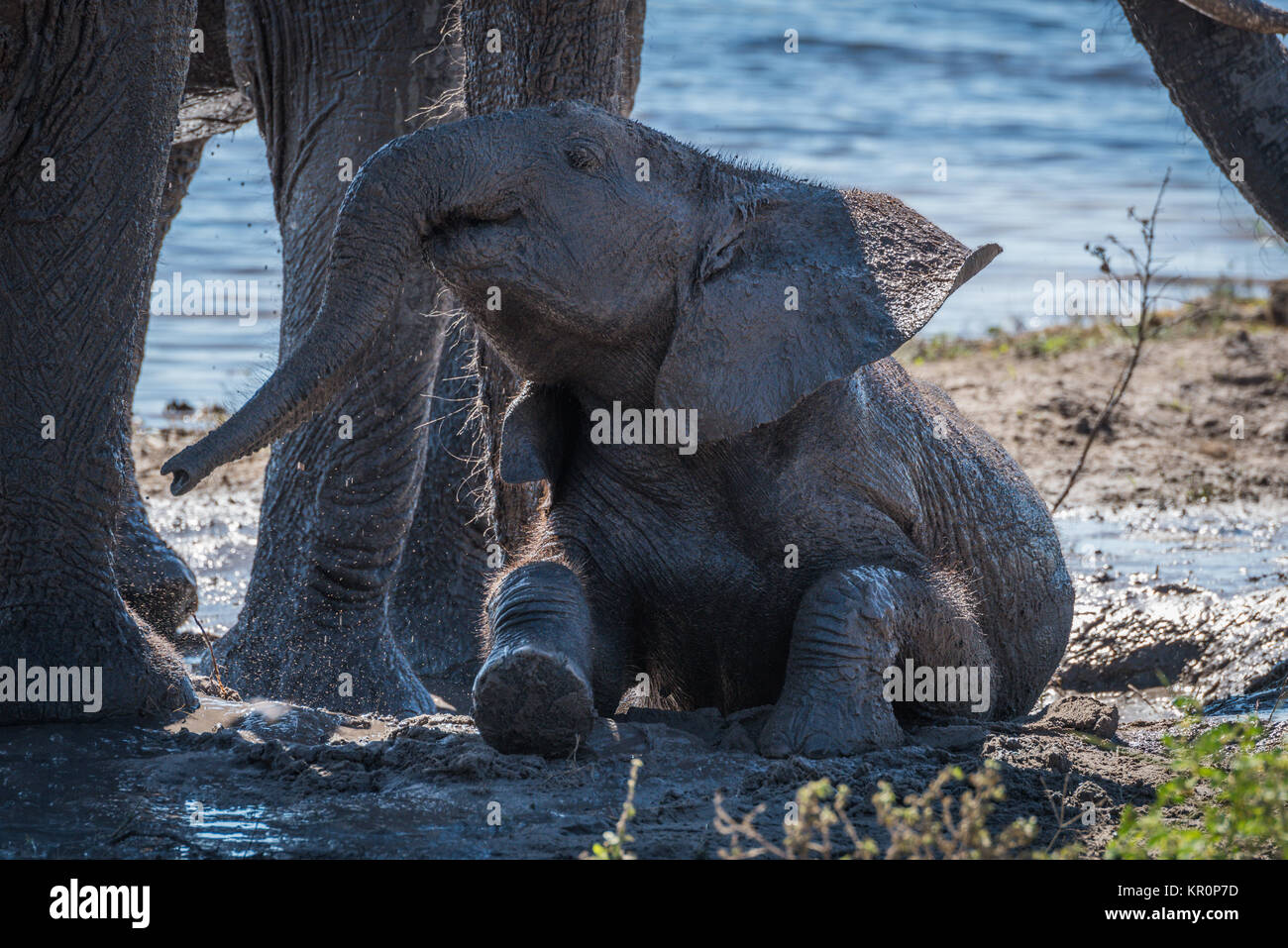 Baby elephant taking mud bath beside water Stock Photo