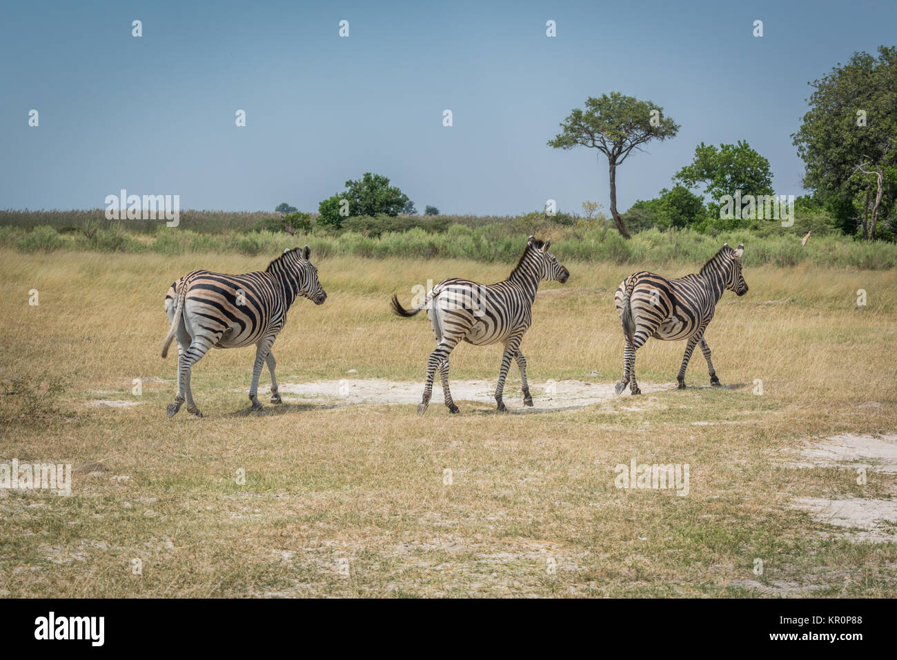 Line of three Burchell's zebra on plain Stock Photo - Alamy