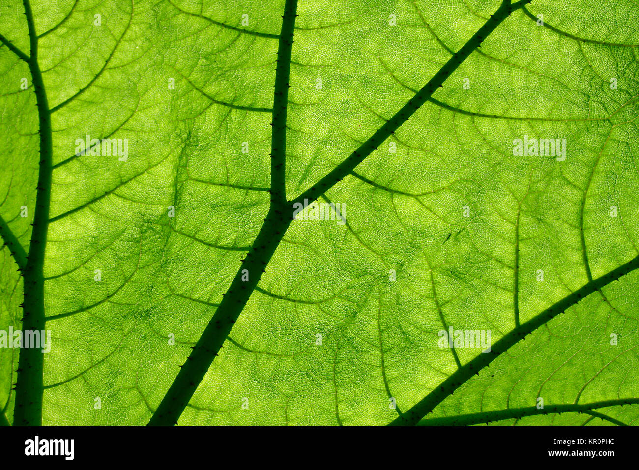 Backlit giant Gunnera plant leaf Stock Photo