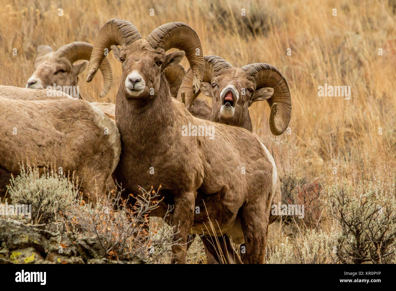 Group Of Rams High Resolution Stock Photography and Images - Alamy