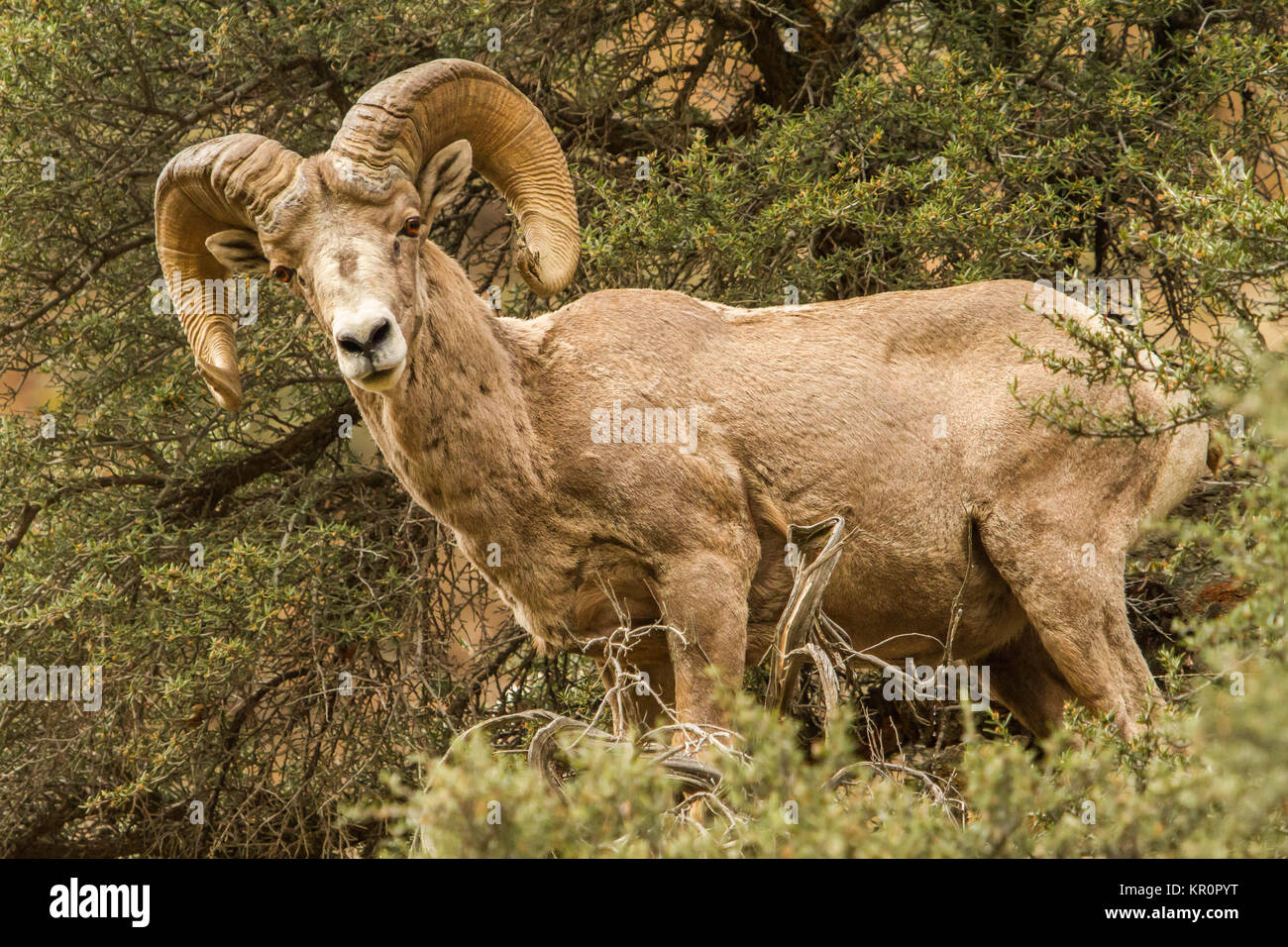 Rocky Mountain Bighorn Ram Stock Photo