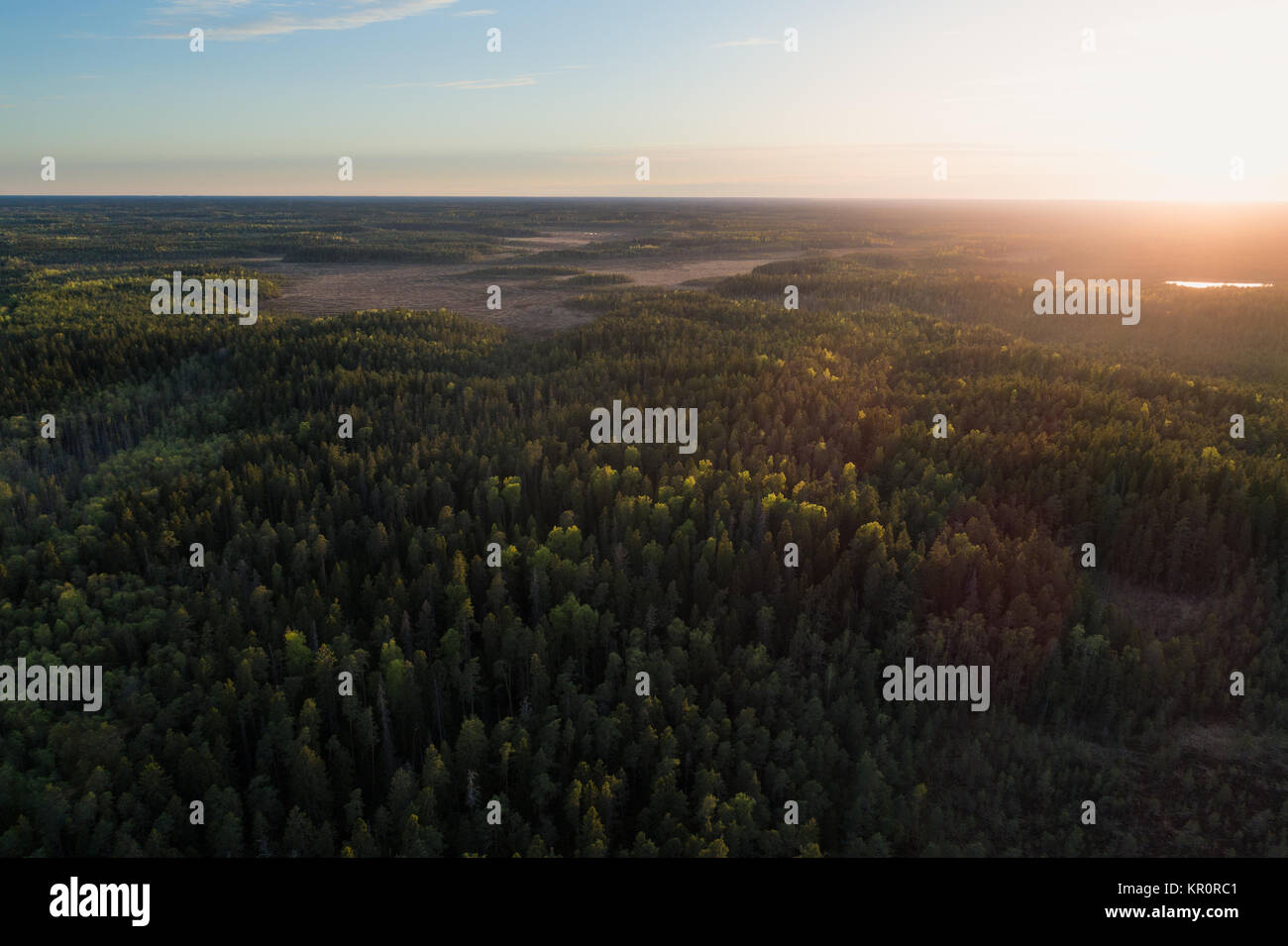 Aerial view of green boreal forest at sunrise in Kurjenrahka National Park, Finland Stock Photo