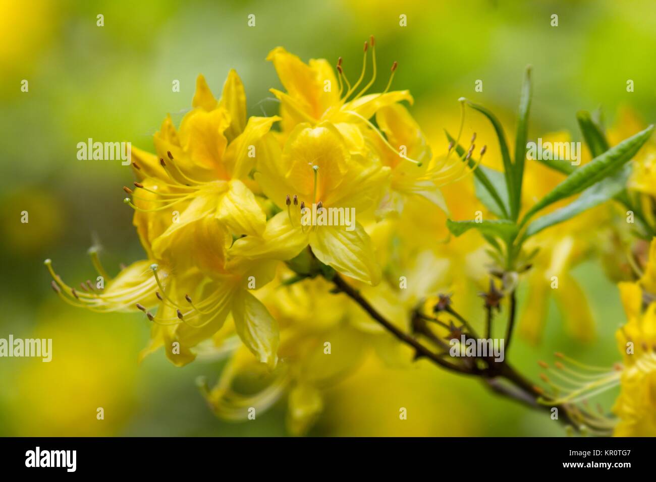yellow rhododendron flowers / yellow rhododendron blossoms Stock Photo