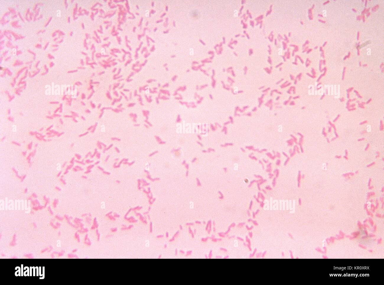 Bacteroides High Resolution Stock Photography and Images Alamy