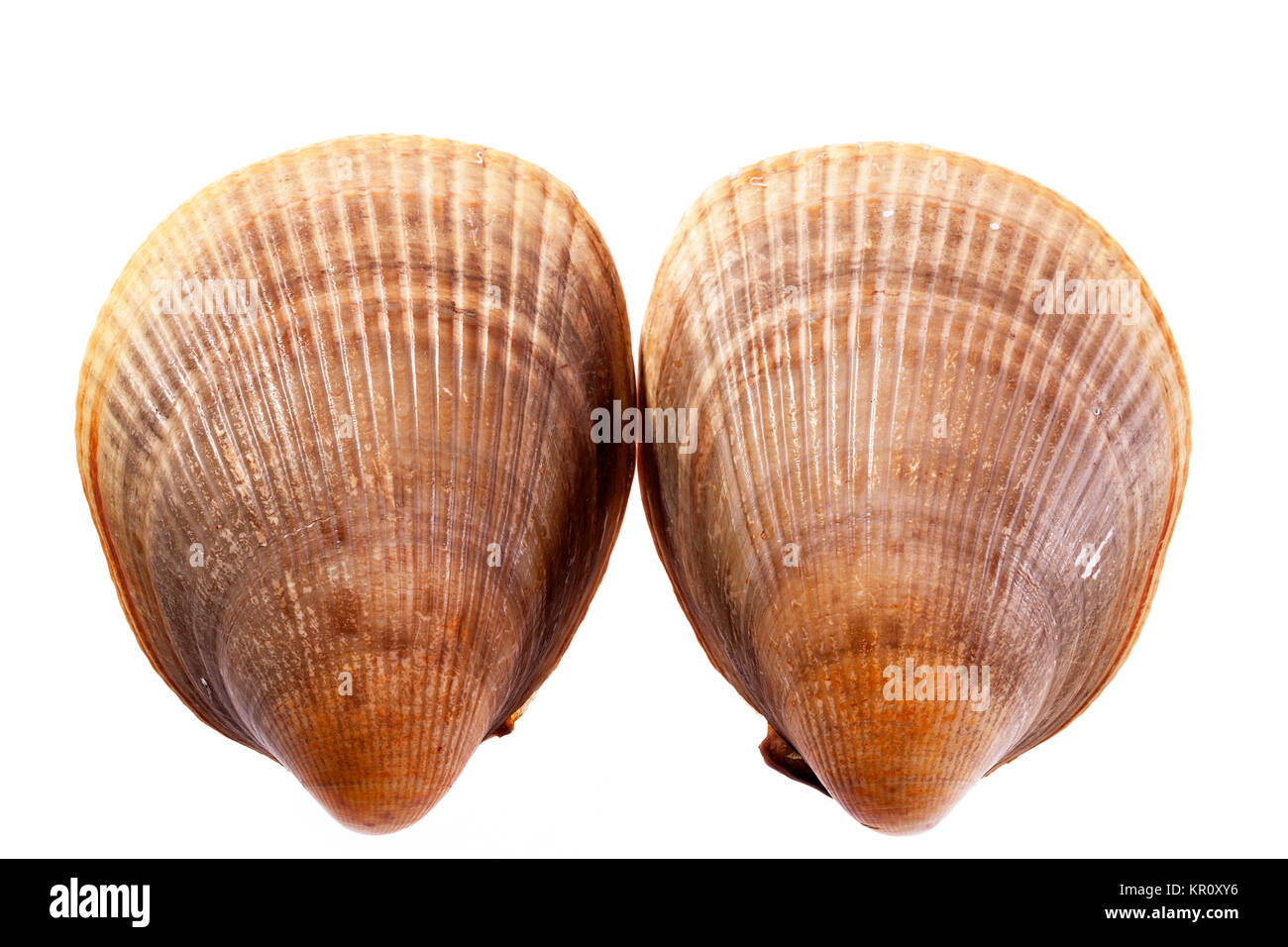 two sea shells of seashell of mollusk isolated on white background ...