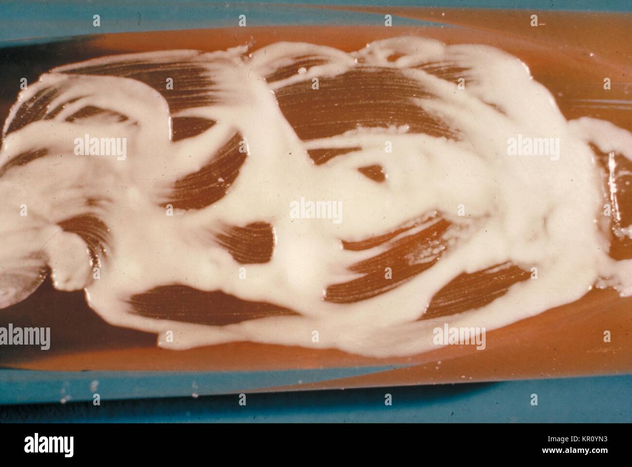 Yeast phase hires stock photography and images Alamy