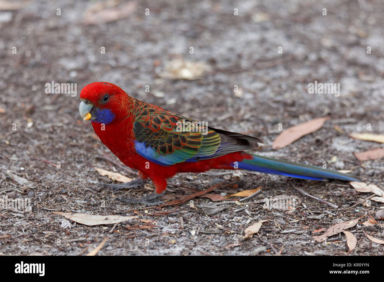 pennant parakeets Stock Photo