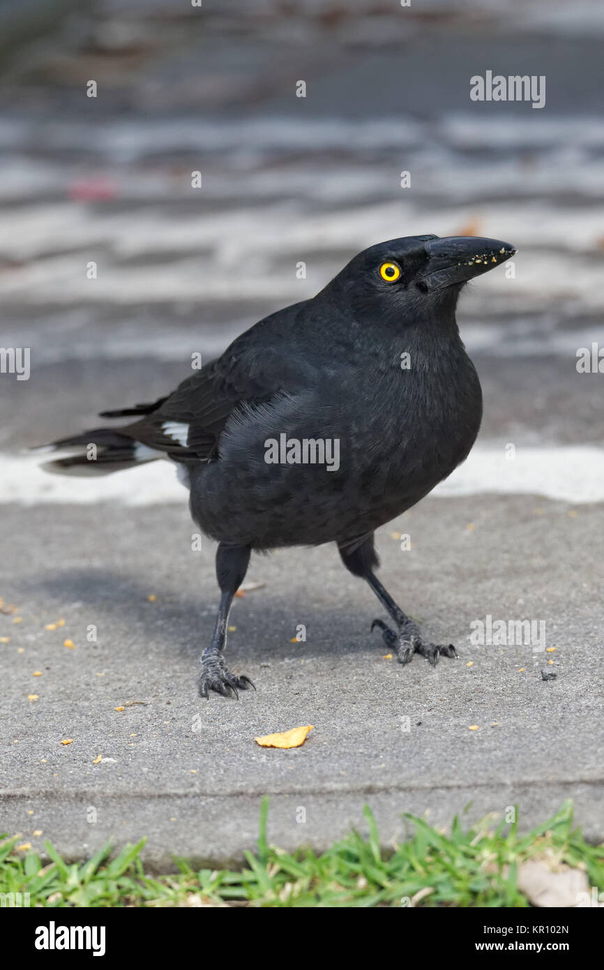 large-billed crow shrike Stock Photo