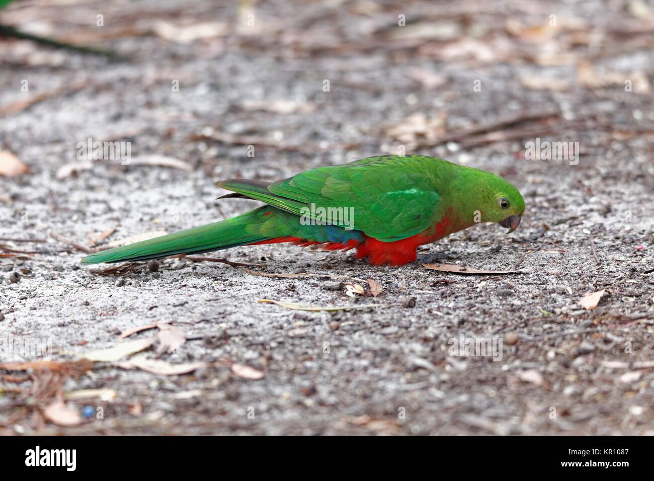 female king parrot Stock Photo