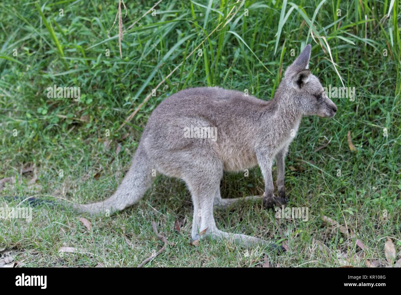 young eastern grey kangaroo Stock Photo