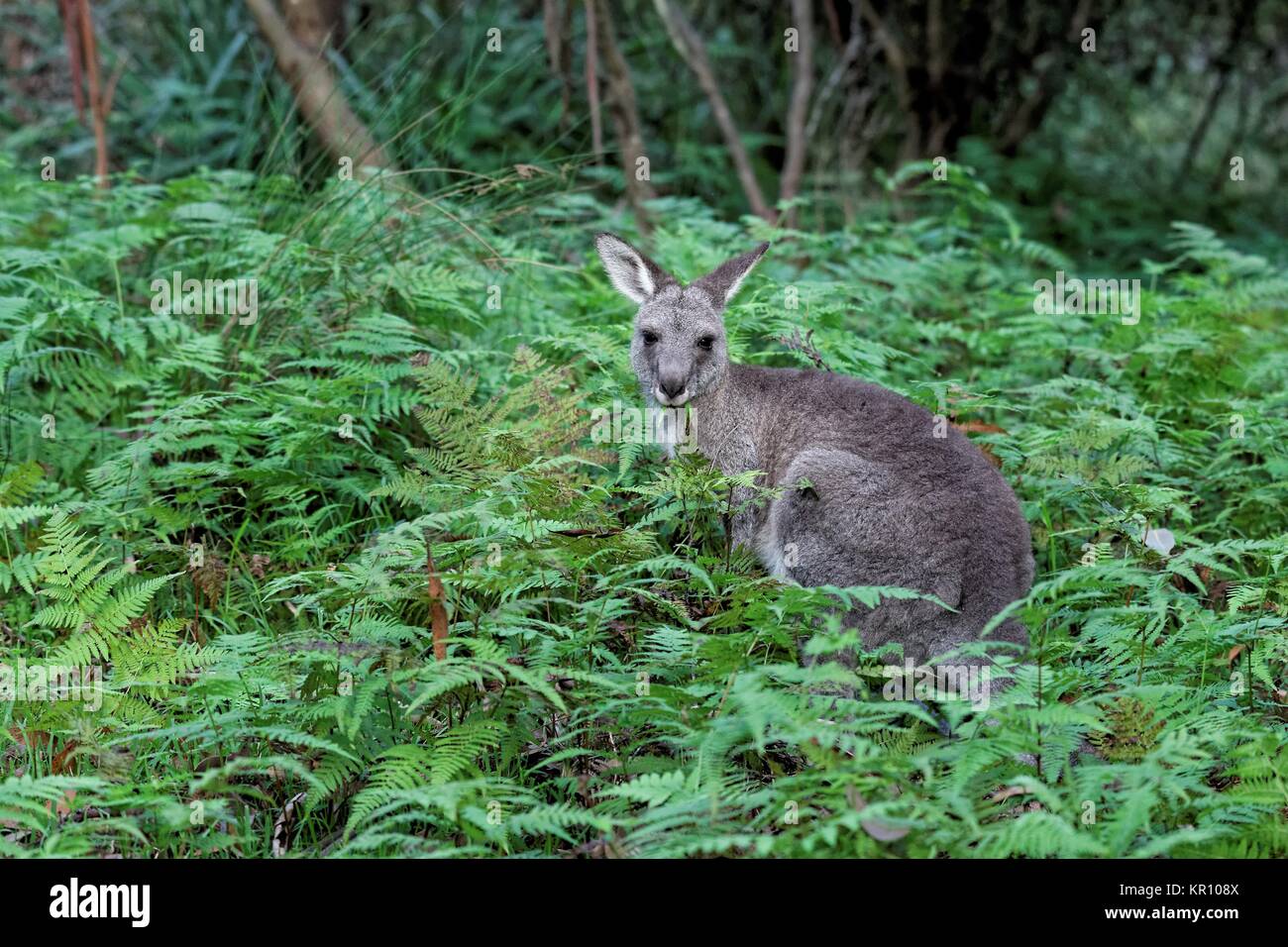 eastern grey kangaroo Stock Photo