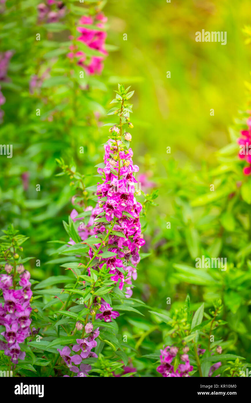 The background image of the colorful flowers Stock Photo - Alamy