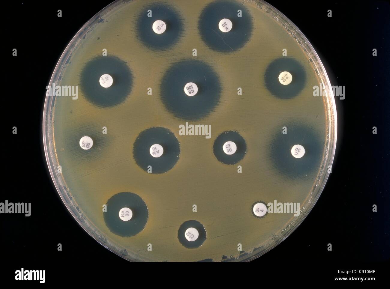 Enterobacteriaceae hires stock photography and images Alamy