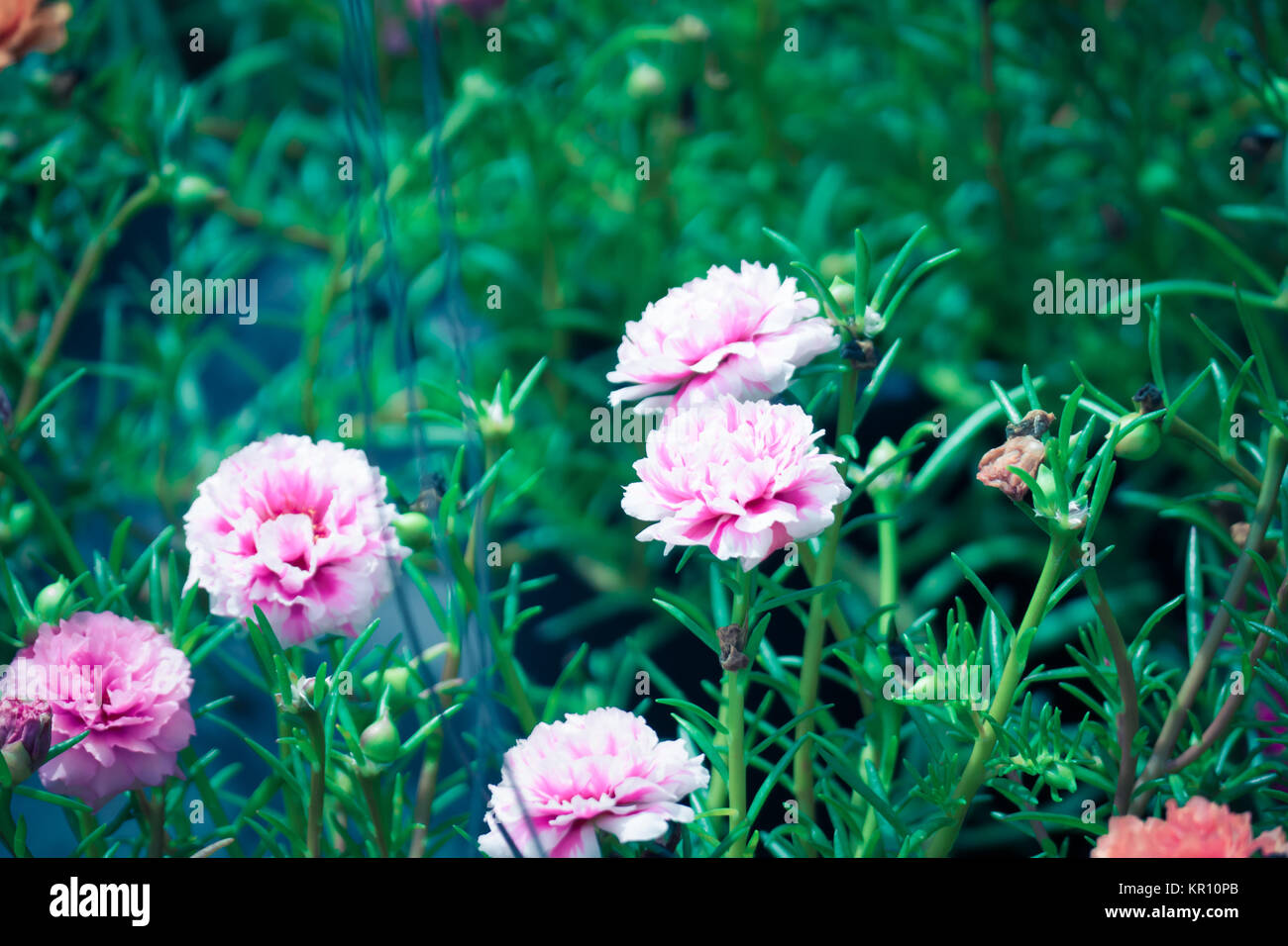 The background image of the colorful flowers Stock Photo - Alamy
