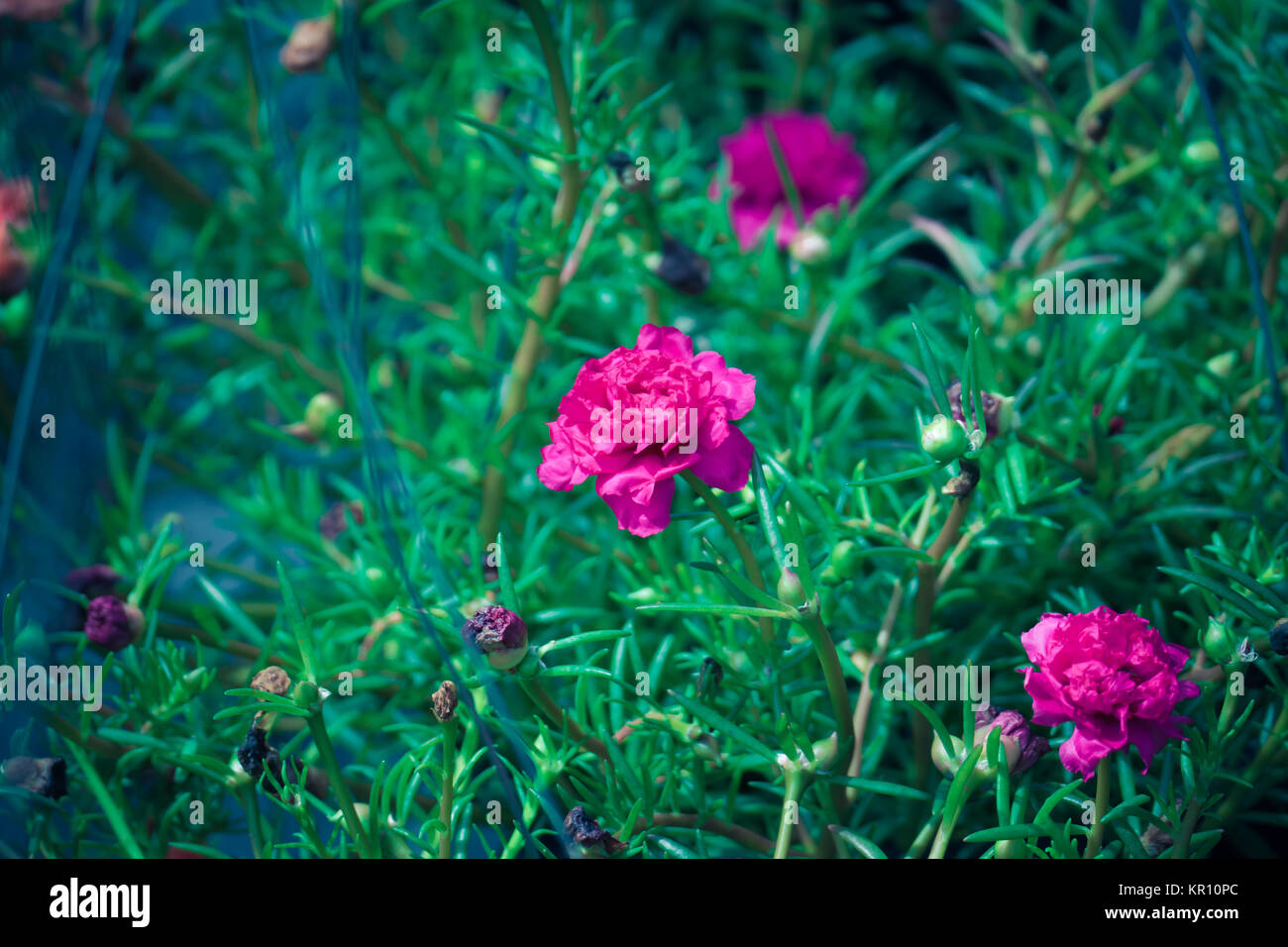 The background image of the colorful flowers Stock Photo - Alamy
