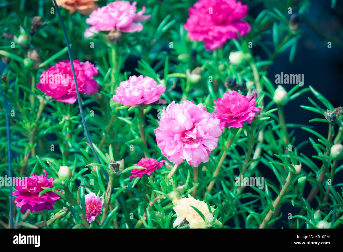 The background image of the colorful flowers Stock Photo - Alamy