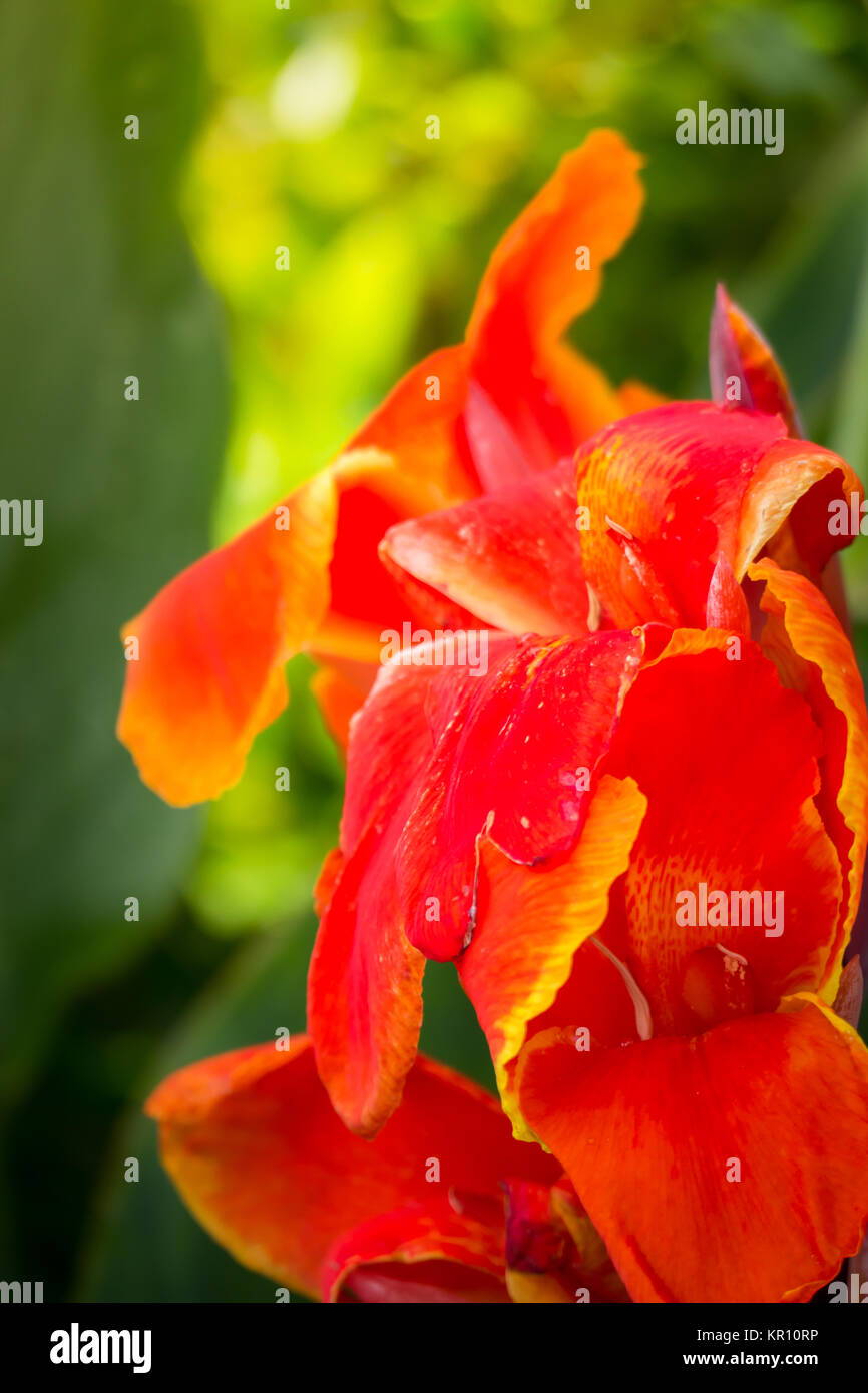 The background image of the colorful flowers Stock Photo - Alamy