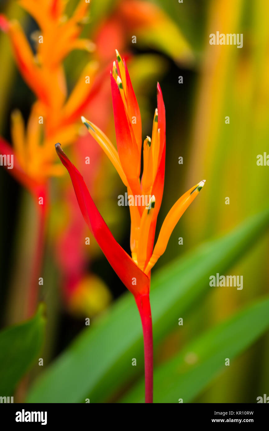The background image of the colorful flowers Stock Photo - Alamy