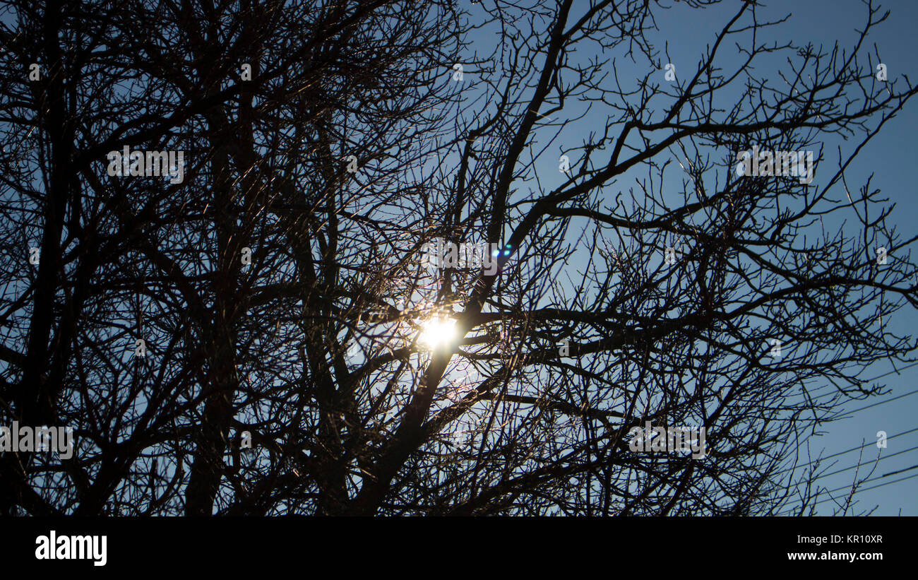 A tree branches silhouette in the sky Stock Photo - Alamy