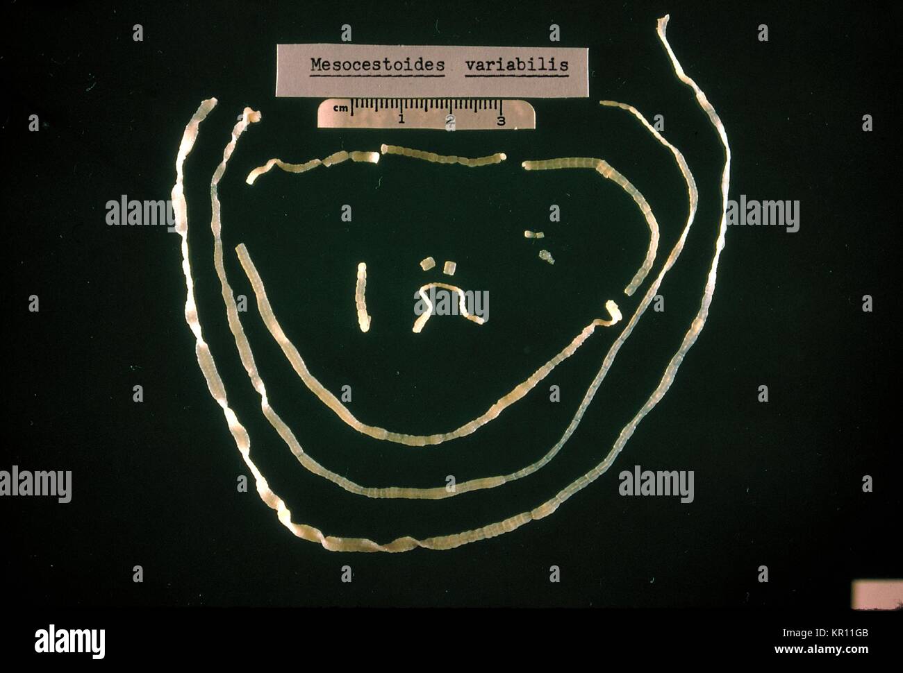 Dog tapeworm hires stock photography and images Alamy