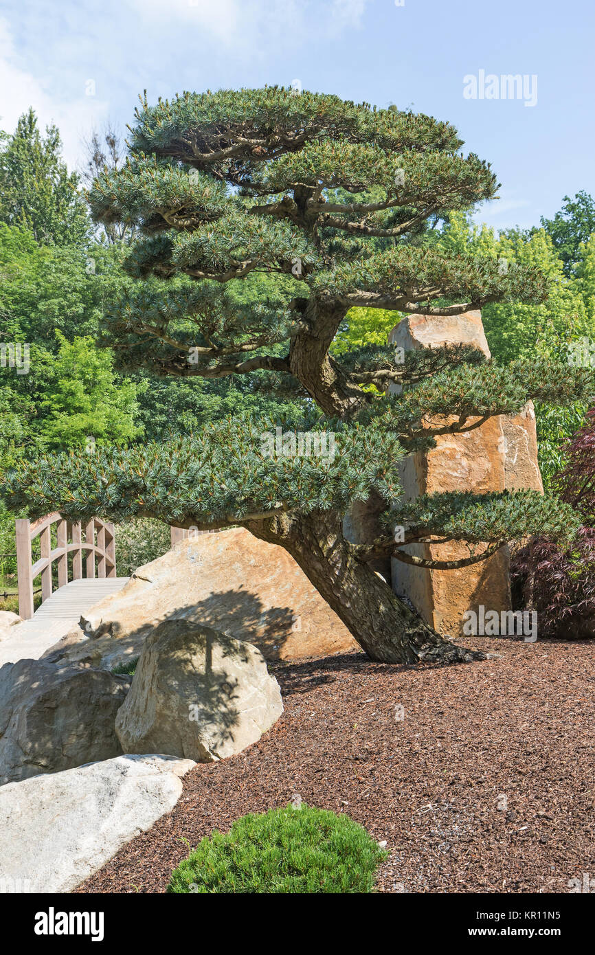 Shaped pine tree in the garden Stock Photo