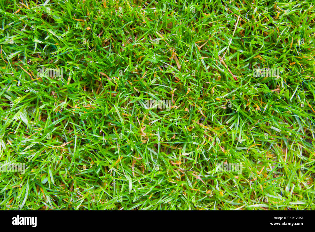 green grass Stock Photo