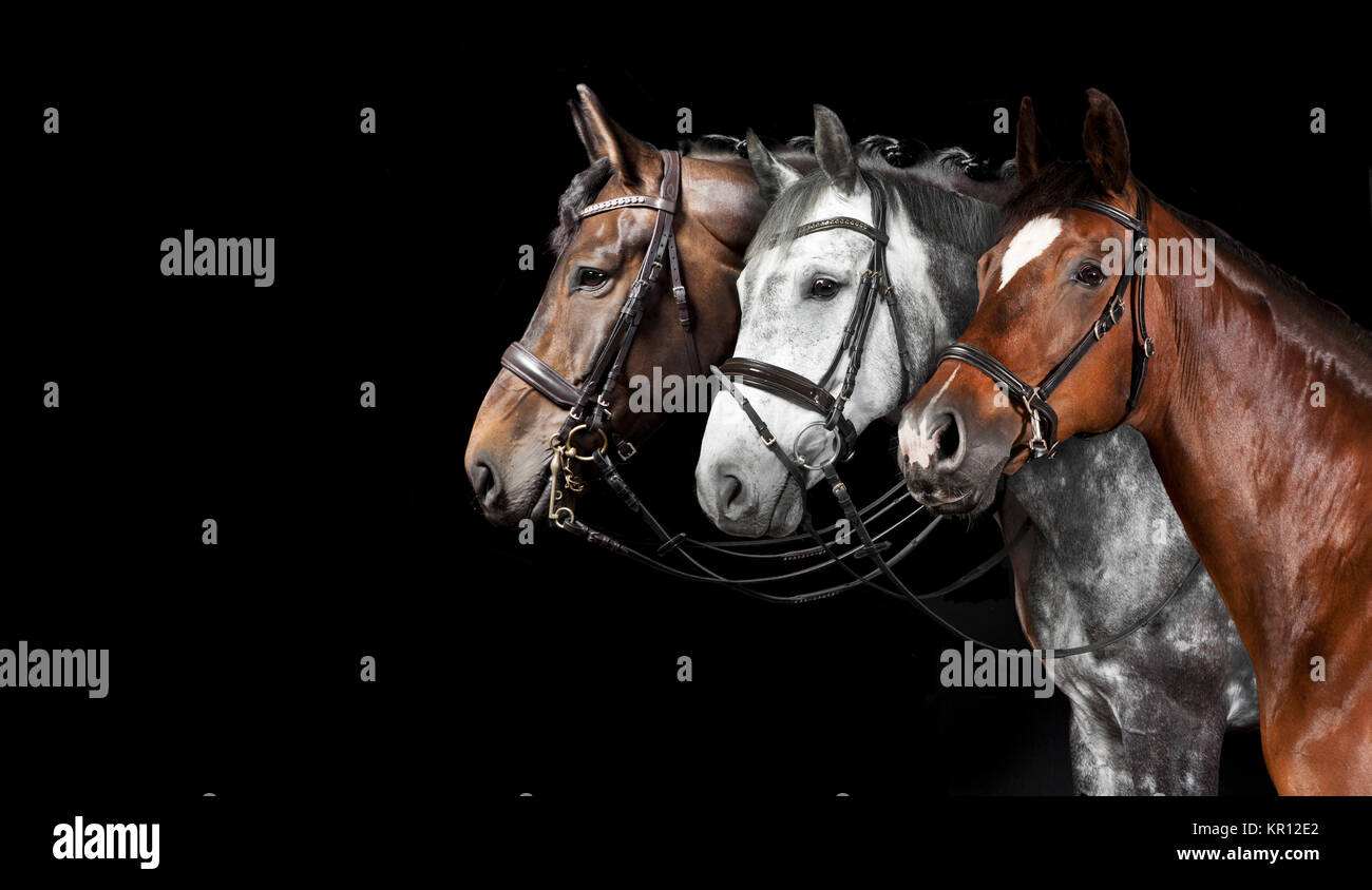 horse collage black background Stock Photo