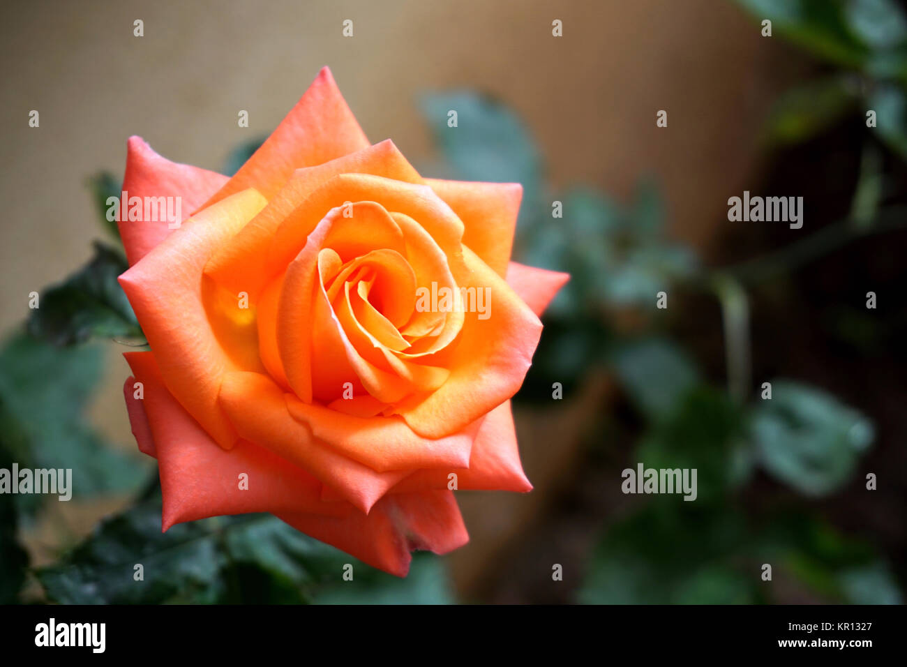 Love rose flower hi-res stock photography and images - Alamy