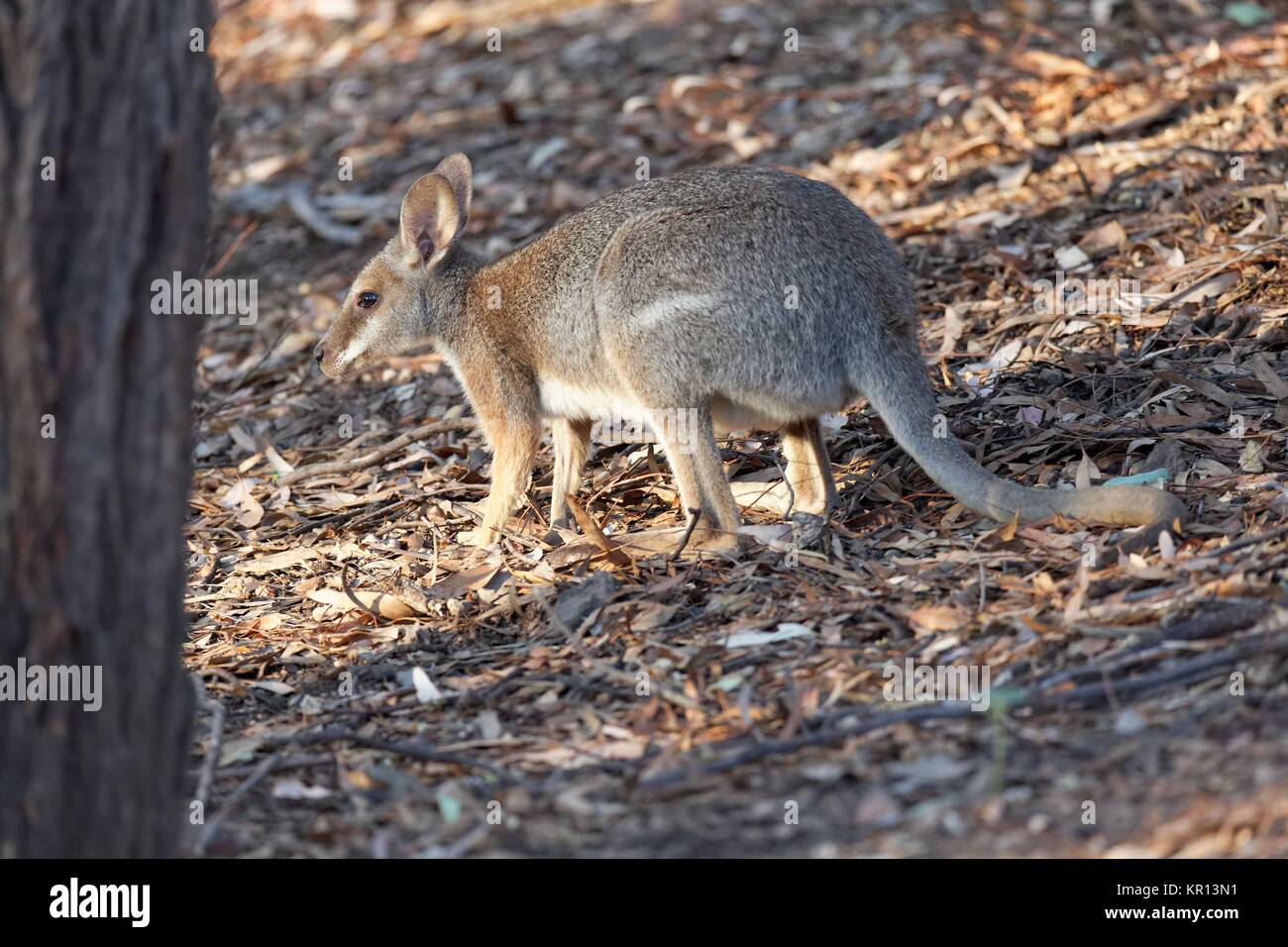 swamp wallaby Stock Photo