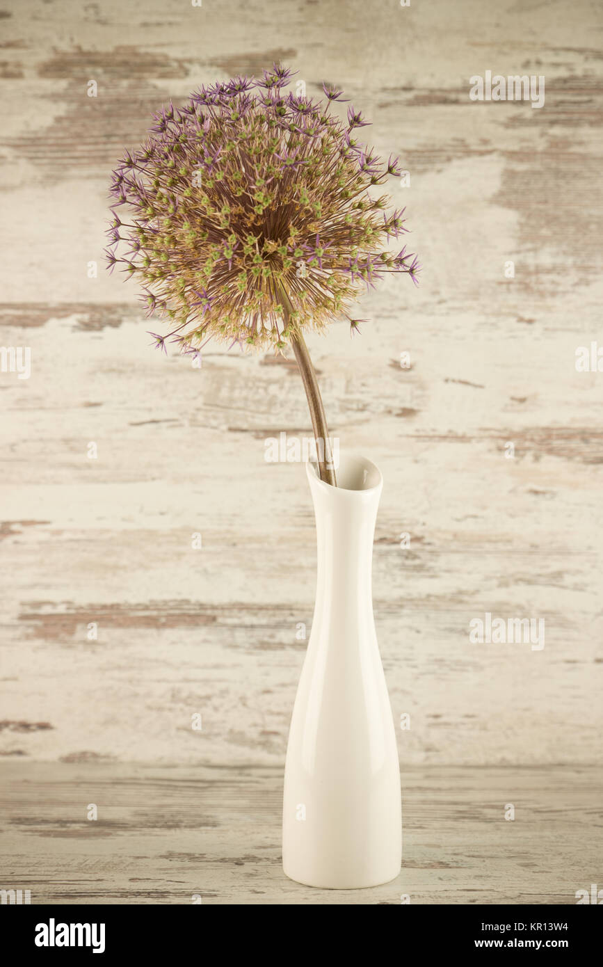 allium in the vase Stock Photo
