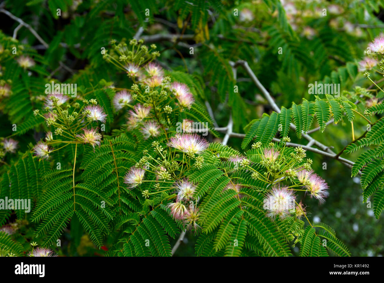 Albizia julibrissin, Persian Silk Tree,silk ,silky,flowers,flower,flowering,trees,leaves,foliage, exotic,bi-pinnate,compound foliage,RM Floral Stock Photo