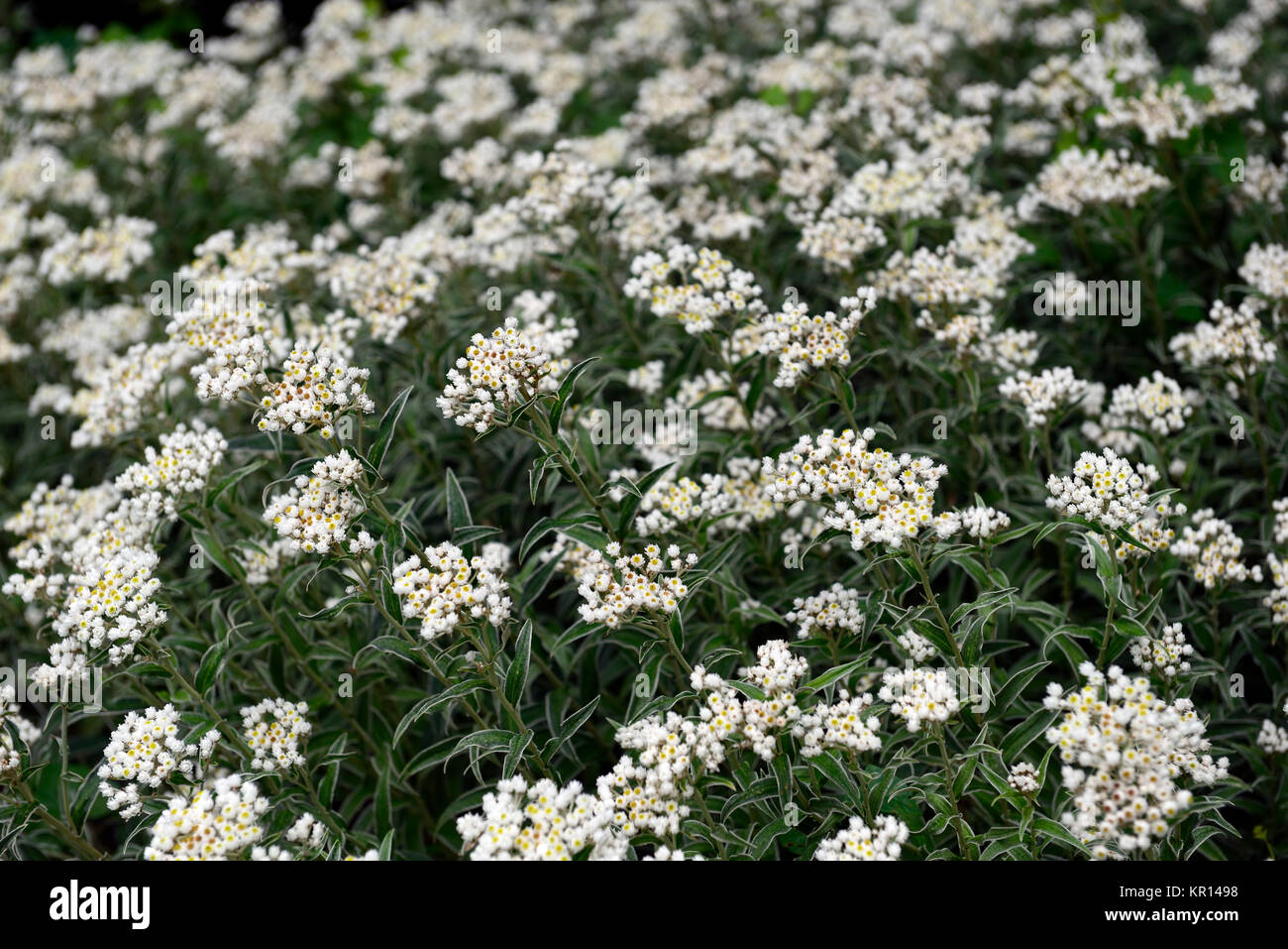 Pearly Everlasting,Anaphalis triplinervis,white,flowers,flower,bloom,blossom,clump forming,herbaceous,perennial,RM Floral Stock Photo