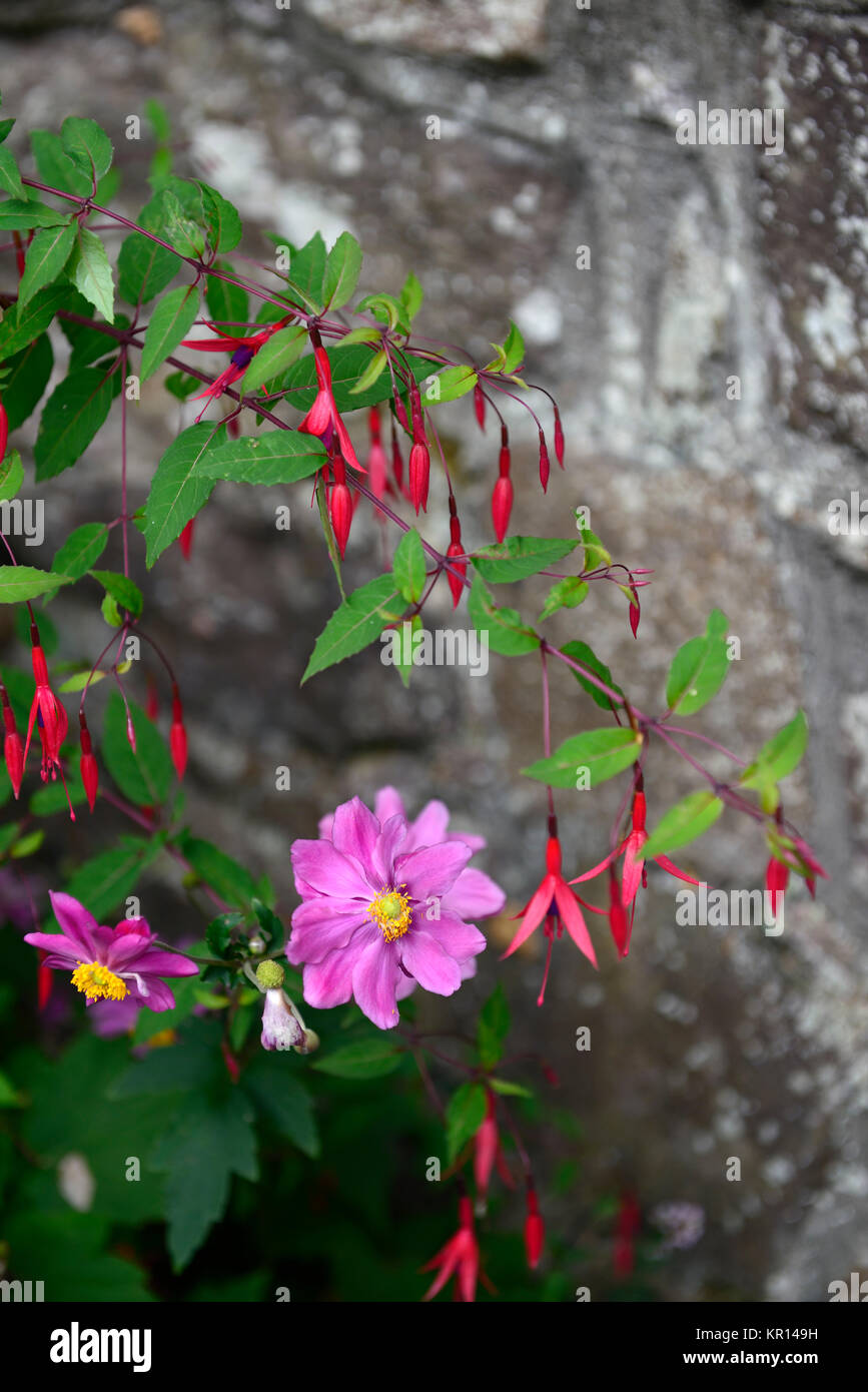 anemone sylvestris,fuchsia magellanica,pink,purple,mix,mixed,combination,perennial,shrubs,shrub,plant,flower,flowers,flowering,RM Floral Stock Photo