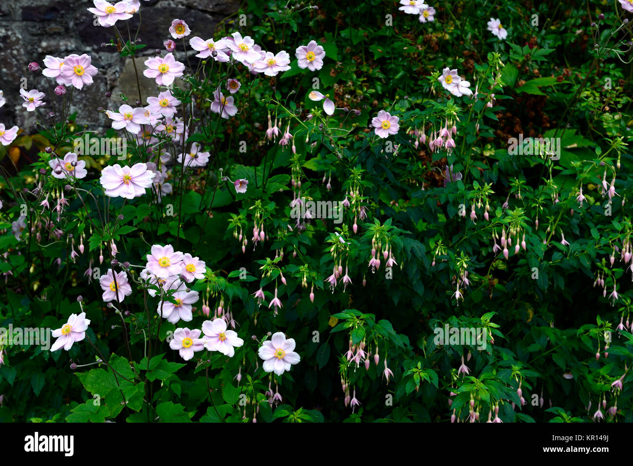 anemone sylvestris,fuchsia magellanica,pink,purple,mix,mixed,combination,perennial,shrubs,shrub,plant,flower,flowers,flowering,RM Floral Stock Photo