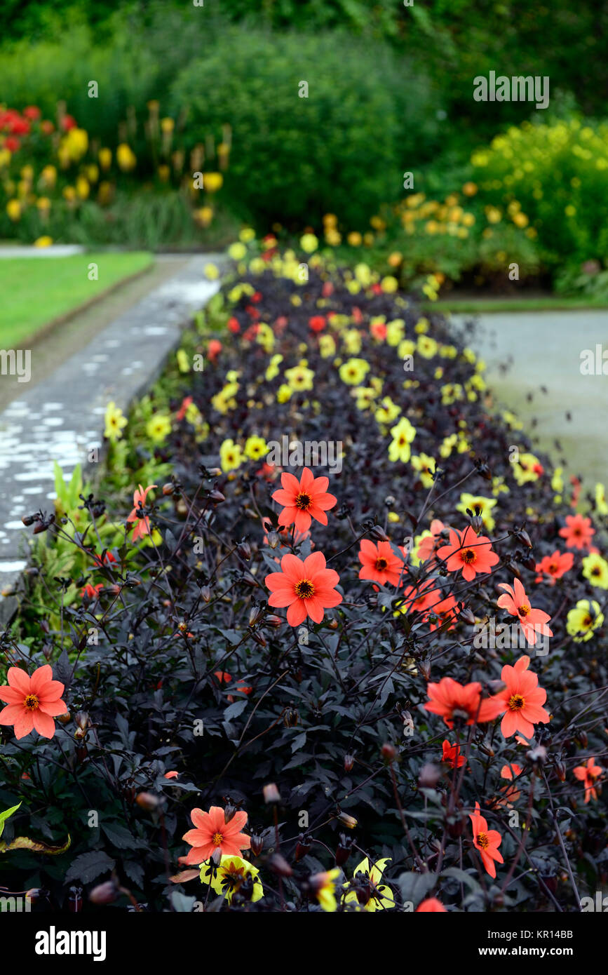 Plants Annuals High Resolution Stock Photography and Images Alamy