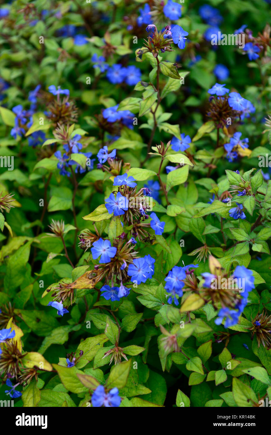 Ceratostigma willmottianum Forest Blue,Lice,Chinese plumbago,blue,indigo,flower,flowers,flowering,RM Floral Stock Photo