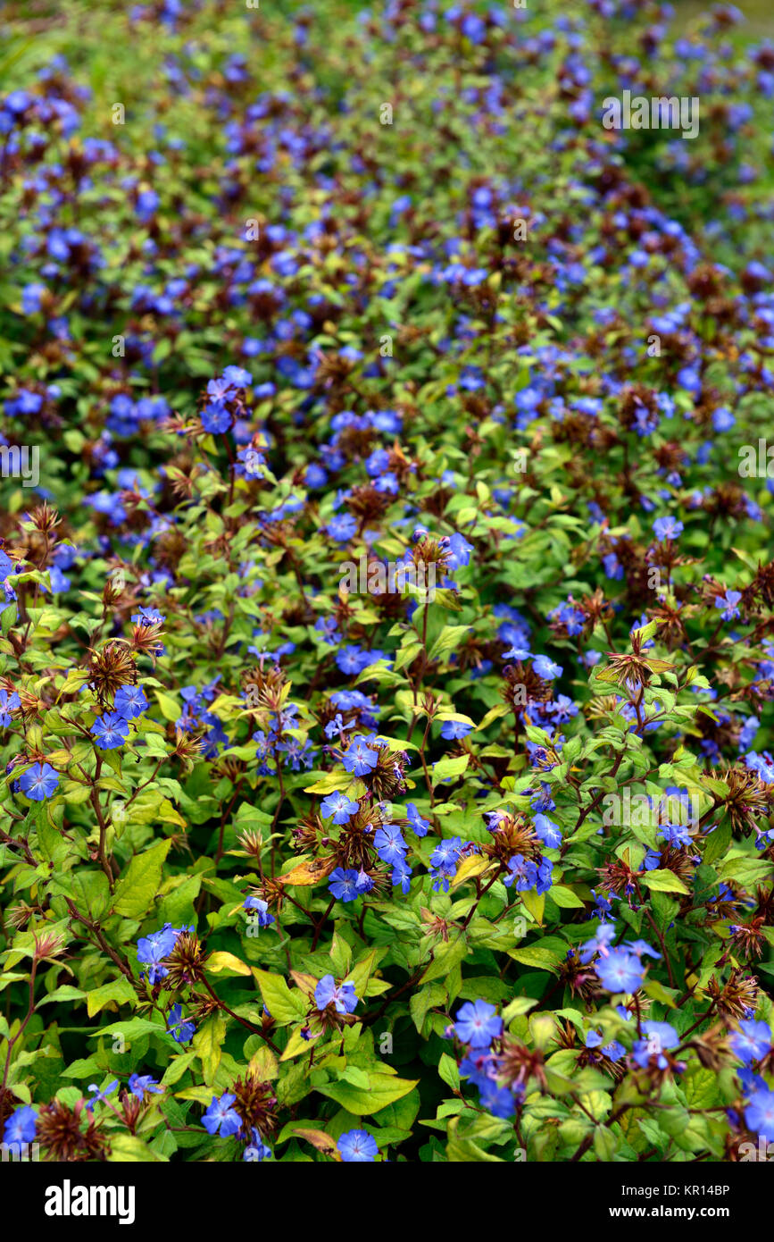 Ceratostigma willmottianum Forest Blue,Lice,Chinese plumbago,blue,indigo,flower,flowers,flowering,RM Floral Stock Photo