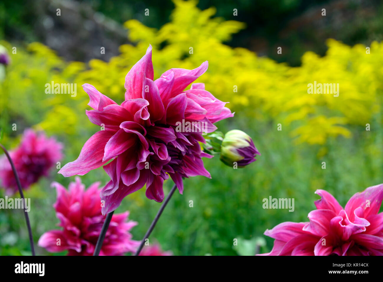 dahlia emory paul,pink,Goldenrod,Solidago virgaurea,yellow.flower,flowers,flowering,dahlias,RM Floral Stock Photo