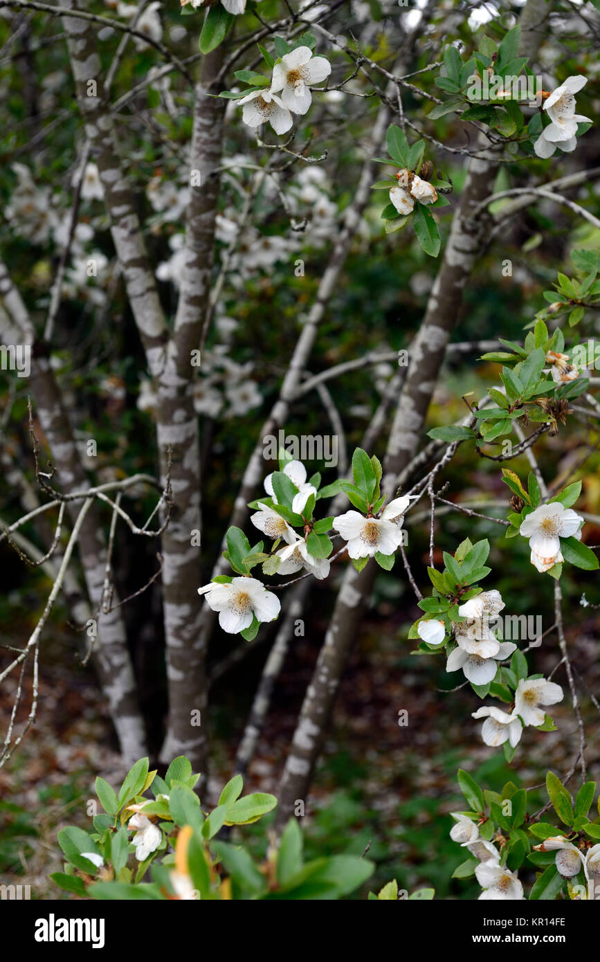 eucryphia glutinosa,nirrhe,brush bush,white,flower,flowers,flowering,blooms,tree,trees,RM Floral Stock Photo