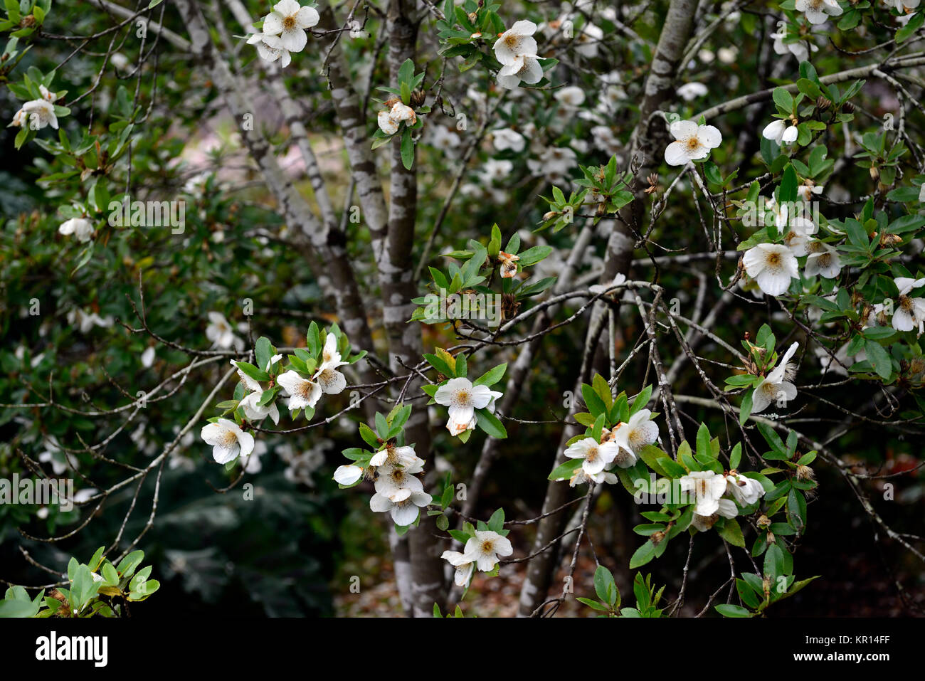 eucryphia glutinosa,nirrhe,brush bush,white,flower,flowers,flowering,blooms,tree,trees,RM Floral Stock Photo