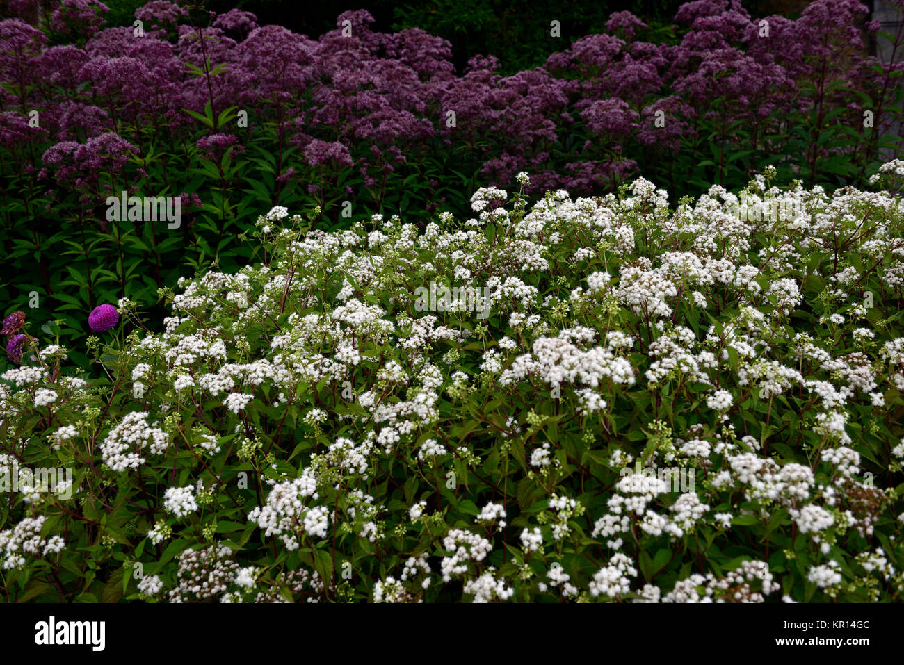 eupatorium rugosum album,Ageratina altissima var altissima,white,flower,Eupatorium maculatum Atropurpureum Group,joe pye weed,mauve-pink flowers,purpl Stock Photo