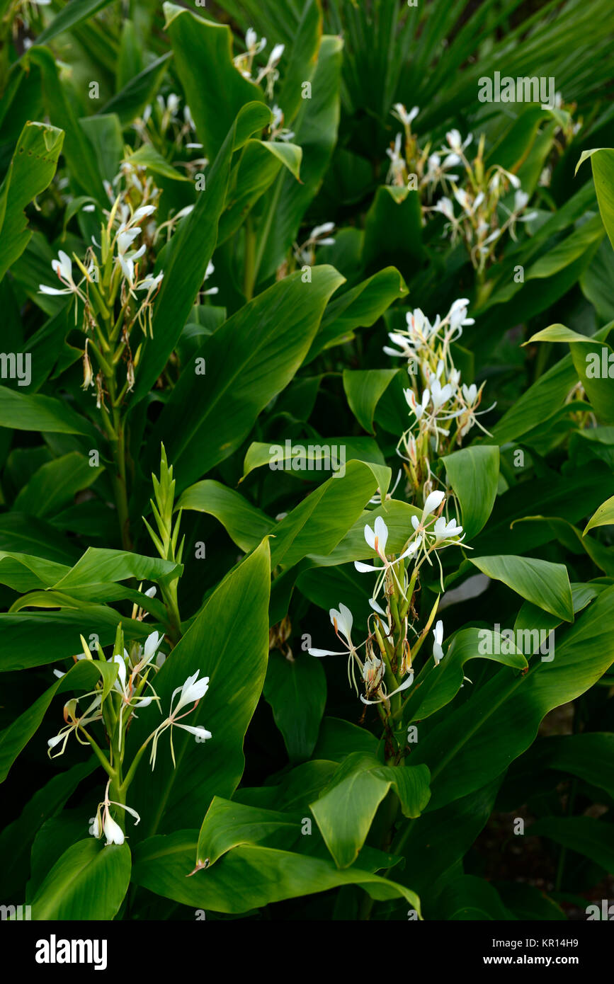Hedychium Coronarium,Butterfly Ginger, White Ginger, Garland Lily,white,flowers,flowering,scented,scent,gingers,RM Floral Stock Photo