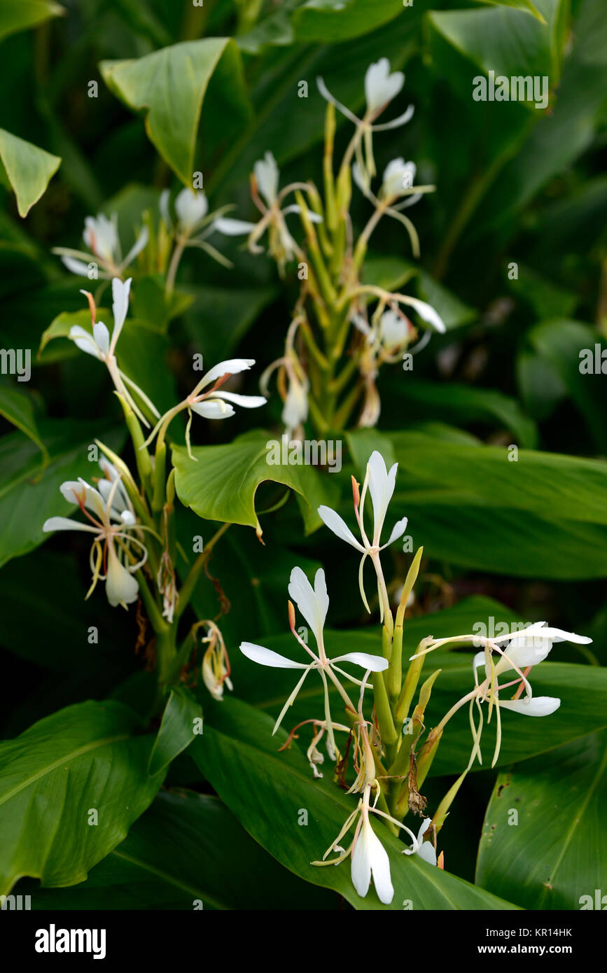 Hedychium Coronarium Butterfly Ginger White Ginger Garland Lily White Flowers Flowering Scented Scent Gingers Rm Floral Stock Photo Alamy