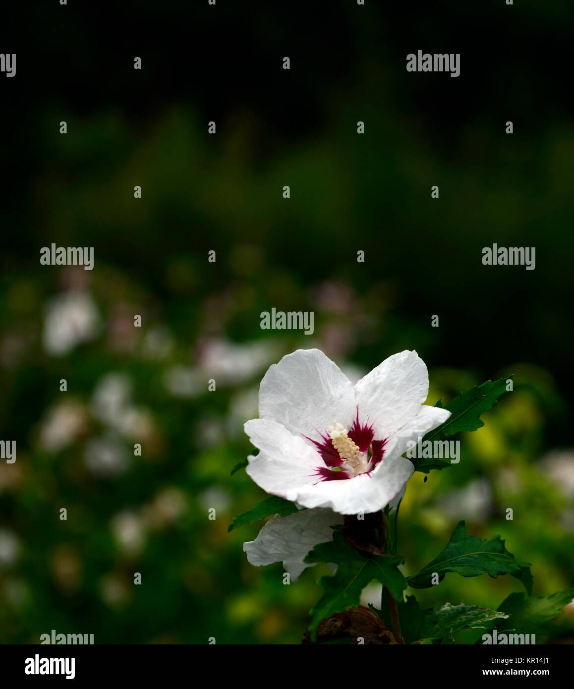 Hibiscus syriacus,rose of Sharon,Syrian ketmia,rose mallow,St Joseph's rod,Rosa de Sharon,white,deep red,flower,flowers,flowering,RM Floral Stock Photo