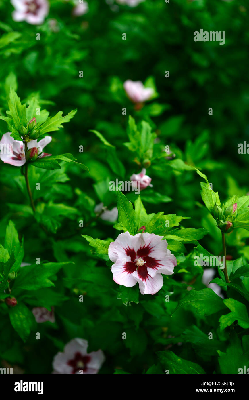 Hibiscus syriacus,rose of Sharon,Syrian ketmia,rose mallow,St Joseph's rod,Rosa de Sharon,pink,deep red,flower,flowers,flowering,RM Floral Stock Photo
