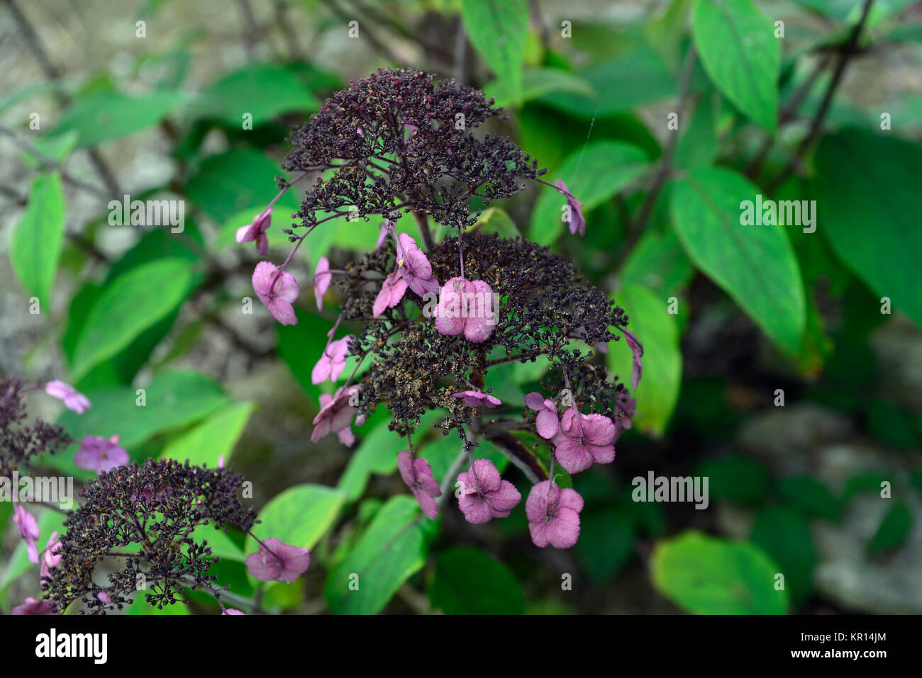 hydrangea aspera anthony bullivant,mauve,pink,flower,flowers,flowering,shrub,shrubs,hydrangeas,RM Floral Stock Photo