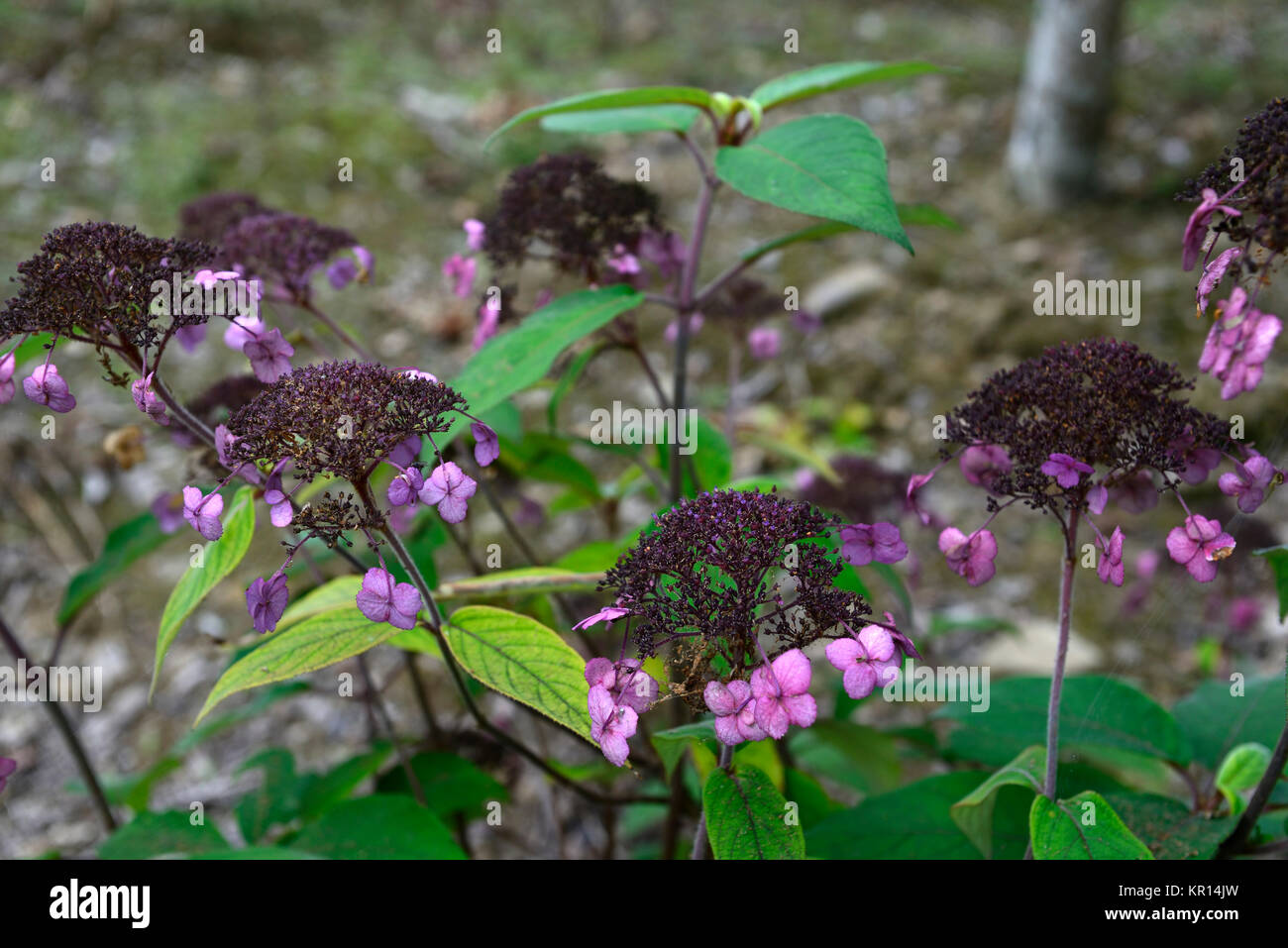 hydrangea aspera anthony bullivant,mauve,pink,flower,flowers,flowering,shrub,shrubs,hydrangeas,RM Floral Stock Photo