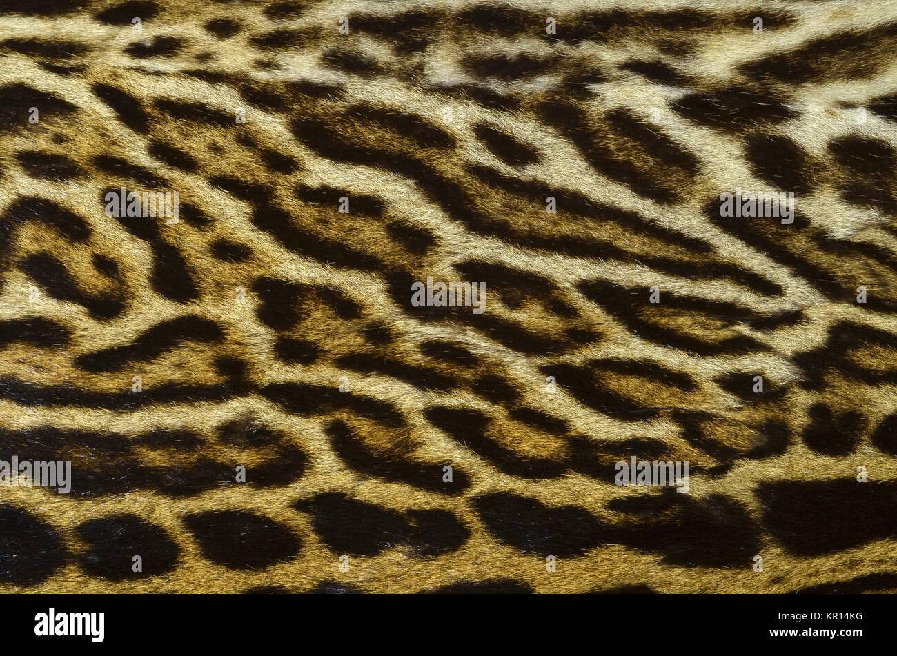 leopard texture background Stock Photo