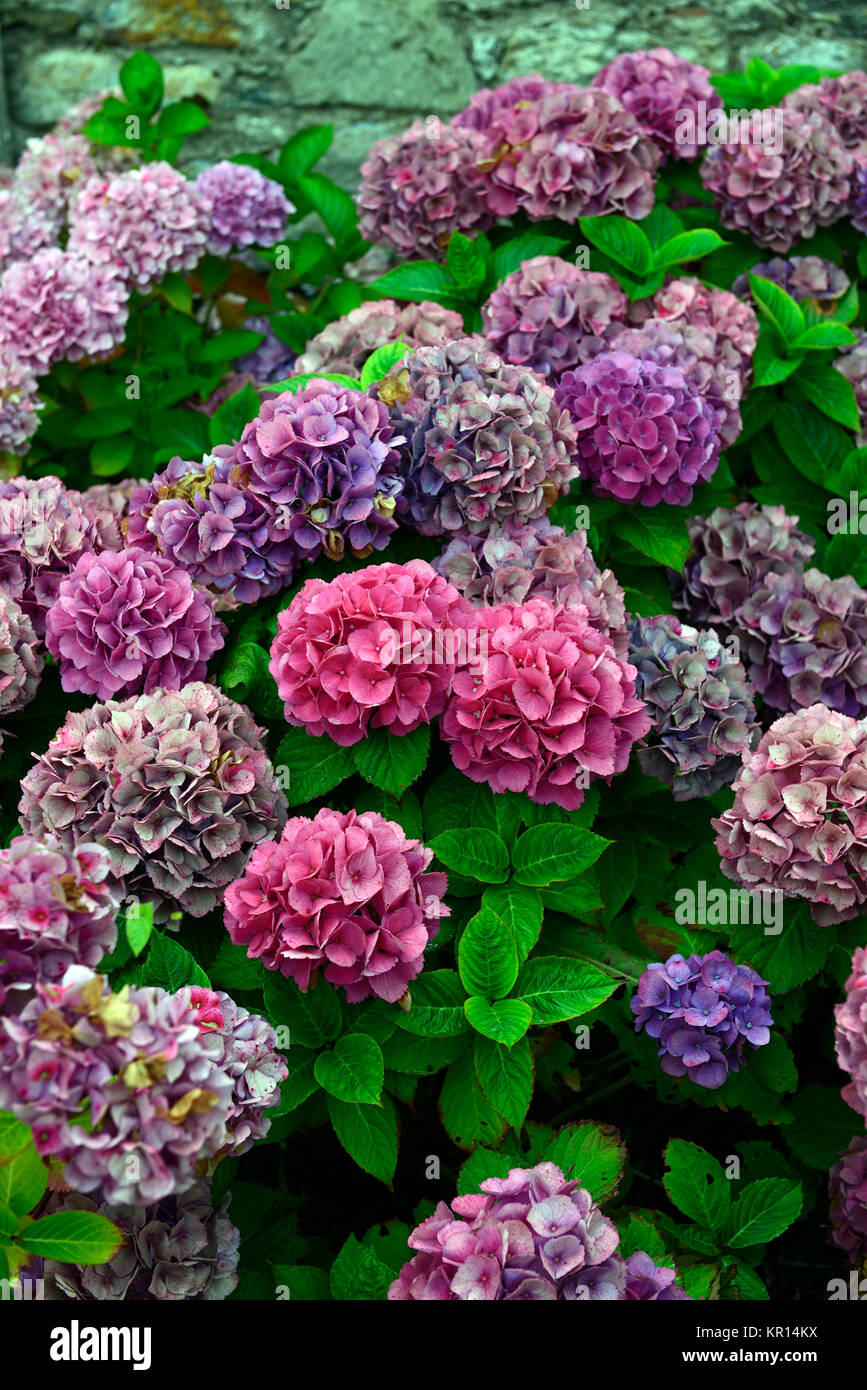 Hydrangea macrophylla red baron,mophead hydrangea,red,flower,flowers