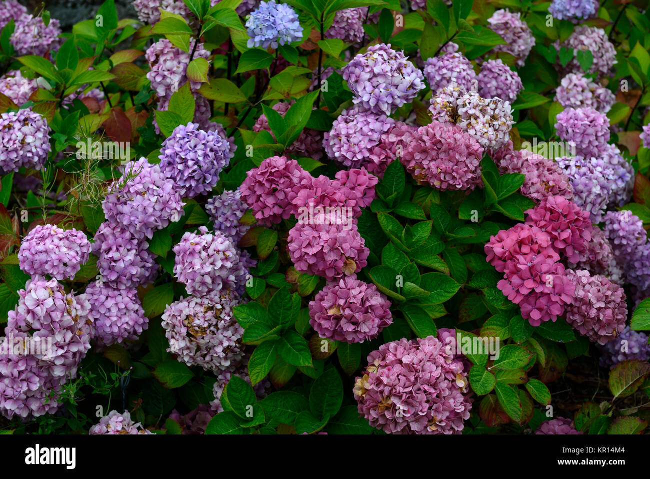 Hydrangea macrophylla red baron,mophead hydrangea,red,flower,flowers